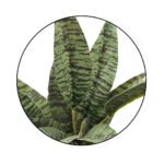 Bonsai Snake Plant Ceramic Pot - Image 2