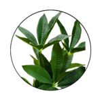 Bonsai Star Plant Ceramic Pot - Image 3