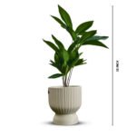 Bonsai Star Plant Ceramic Pot