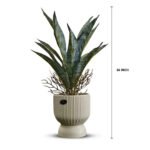 Bonsai Snake Plant Ceramic Pot