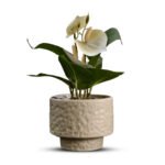 Bonsai Orchid Ceramic Pot - Image 6