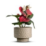 Bonsai Orchid Ceramic Pot