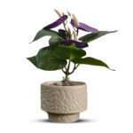 Bonsai Orchid Ceramic Pot - Image 4
