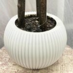 Ball Grass Small Muskmelo 10 Plastic Pot - Image 2