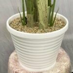 Palm Tree Big 17 Leaf Ring 13 Pot - Image 2