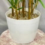 Yellow Bamboo Small Sunny 10 Pot - Image 3