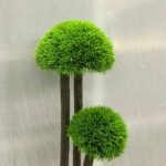 Ball Grass Small Muskmelo 10 Plastic Pot - Image 3