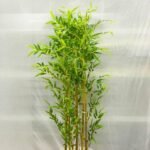 Yellow Bamboo Small Sunny 10 Pot - Image 2