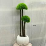 Ball Grass Small Muskmelo 10 Plastic Pot