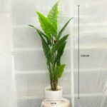 Bird Leaf Sunny 10 Pot