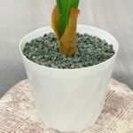 Single Vaazha Diamond 7 Pot - Image 4