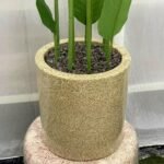 Vaazha 8 Stick Gallery 12 Sand Stone Polymer Pot - Image 4