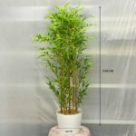 Yellow Bamboo Small Sunny 10 Pot