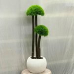 Ball Grass Small Muskmelo 10 Plastic Pot - Image 4