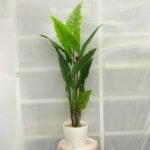 Bird Leaf Sunny 10 Pot - Image 4