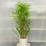 Yellow Bamboo Small Sunny 10 Pot - Image 4