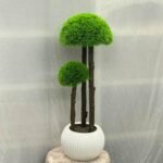 Ball Grass Big Muskmelo 10 Plastic Pot - Image 2