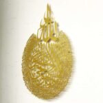 Metal Calligraphy Ayathul Kursi 65x50 cm Gold - Image 2