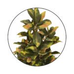 Bonsai Sheflera Plant Yellow Green Leaf Ceramic Pot - Image 2