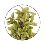 Bonsai Sheflera Plant Yellow Green Leaf Ceramic Pot - Image 4