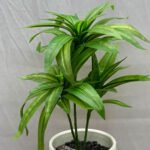 Bonsai Snake Plant Ceramic Pot - Image 4