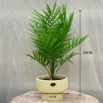 Bonsai Areca Palm Ceramic Pot