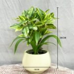 Bonsai Baby Plant Ceramic Pot