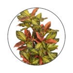 Bonsai Sheflera Plant Yellow Green Leaf Ceramic Pot - Image 5