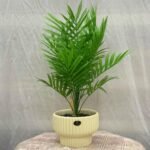 Bonsai Areca Palm Ceramic Pot - Image 4