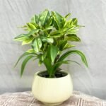 Bonsai Baby Plant Ceramic Pot - Image 3