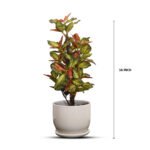 Bonsai Sheflera Plant Yellow Green Leaf Ceramic Pot - Image 6