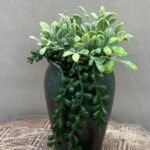 Bonsai Money Plant Valli Ceramic Pot - Image 3