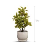 Bonsai Sheflera Plant Yellow Green Leaf Ceramic Pot - Image 3