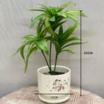 Bonsai Snake Plant Ceramic Pot