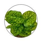 Bonsai Valli Pacha Plant Ceramic Pot - Image 9