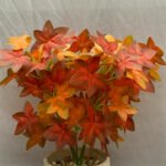 Bonsai Red Star Plant Ceramic Pot - Image 2