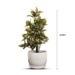 Bonsai Sheflera Plant Yellow Green Leaf Ceramic Pot