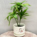 Bonsai Snake Plant Ceramic Pot - Image 2