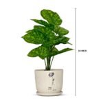Bonsai Valli Pacha Plant Ceramic Pot - Image 8