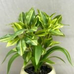 Bonsai Baby Plant Ceramic Pot - Image 2