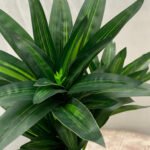 Bonsai Snake Plant Ceramic Pot - Image 7