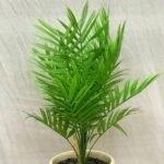 Bonsai Areca Palm Ceramic Pot - Image 2