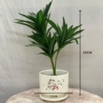 Bonsai Snake Plant Ceramic Pot - Image 6