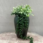 Bonsai Money Plant Valli Ceramic Pot - Image 2