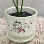 Bonsai Snake Plant Ceramic Pot - Image 3