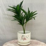 Bonsai Snake Plant Ceramic Pot - Image 5