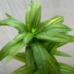 Bonsai Snake Plant Ceramic Pot - Image 9