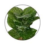 Bonsai Valli Pacha Plant Ceramic Pot - Image 3