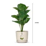 Bonsai Valli Pacha Plant Ceramic Pot