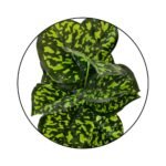 Bonsai Valli Pacha Plant Ceramic Pot - Image 4